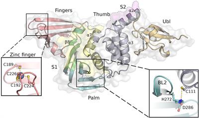 Hydrazones and Thiosemicarbazones Targeting Protein-Protein-Interactions of SARS-CoV-2 Papain-like Protease